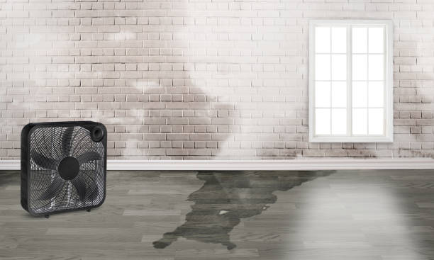 Best Professional water damage repair  in Ames Lake, WA